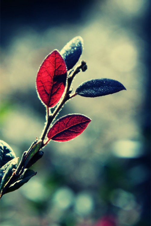 harbinger_of_light_iphone_by_m4k4v3l1-d4lgl7z