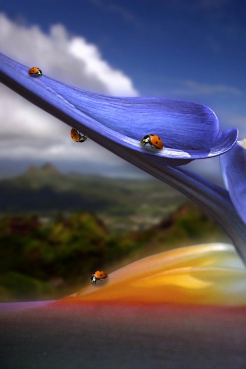 iPhone-4-Insect-Wallpaper-06