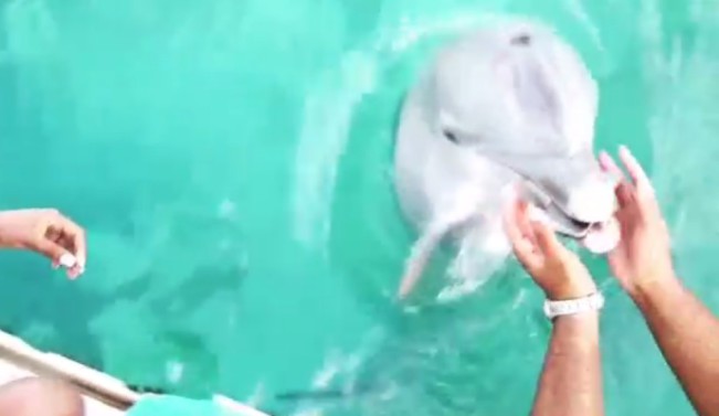 dolphin-iphone