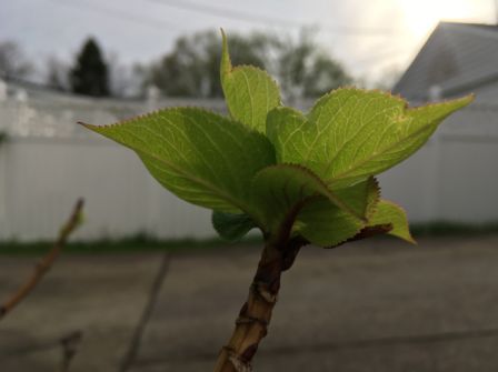 iphone-se-photo