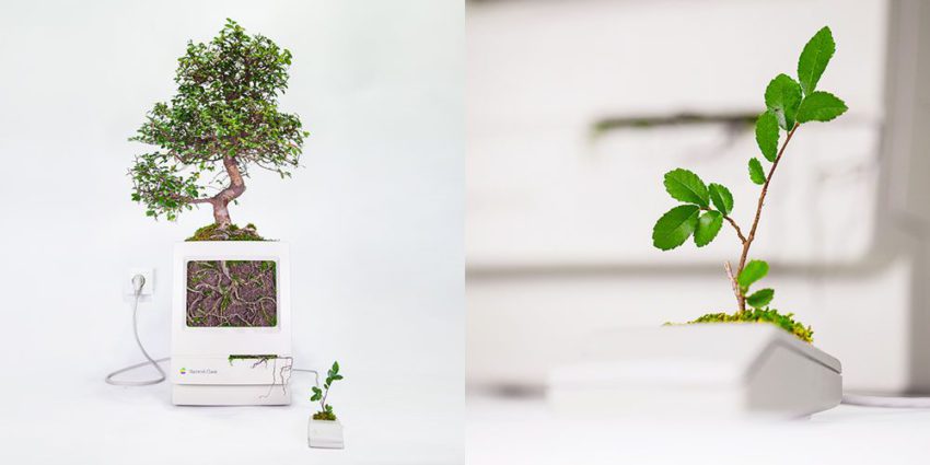 monsieur plant
